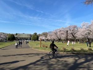 IMG_小金井公園桜